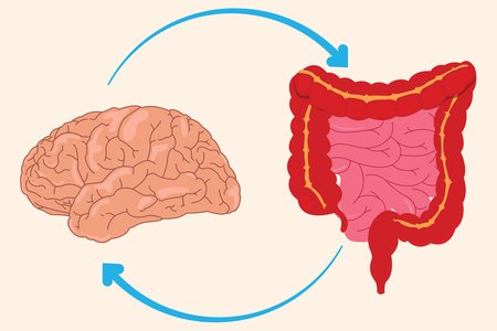 gut-brain connection
