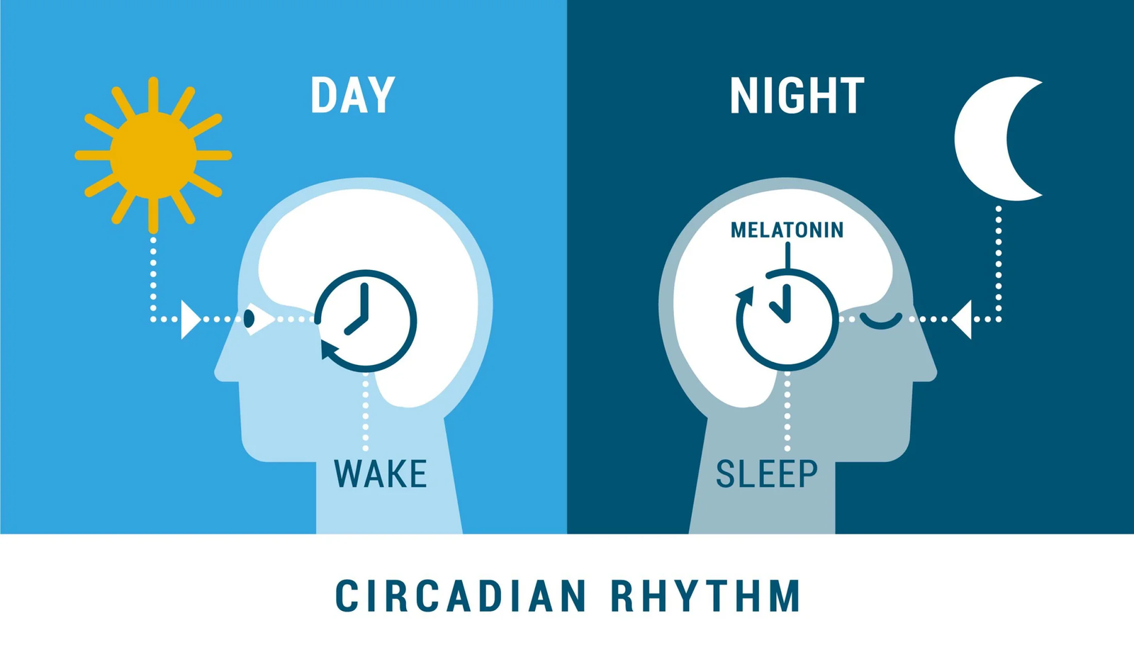 Gut Health and Circadian Rhythm